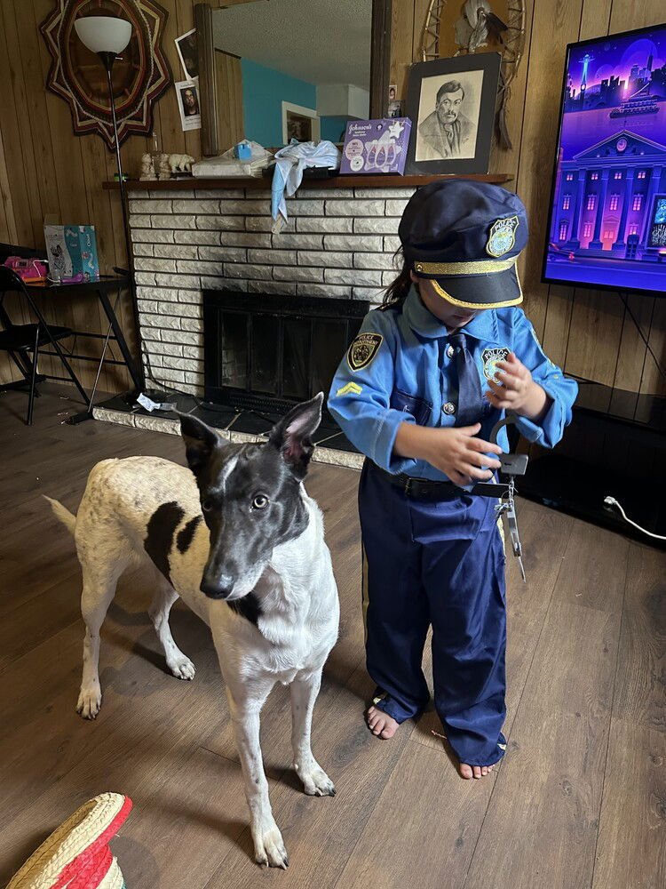 LOBA (LOCAL ) YO - Australian Cattle Dog/Blue Heeler / Greyhound available for adoption