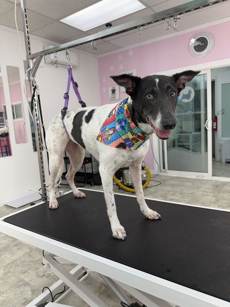 LOBA (local ) yo - Photo 3