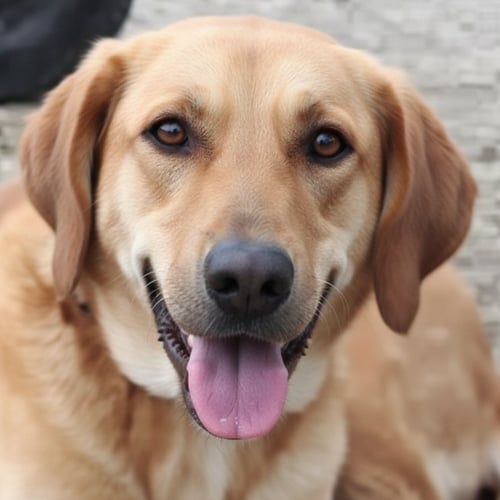 SALTY (MID-EAST) YO - Golden Retriever / Labrador Retriever available for adoption