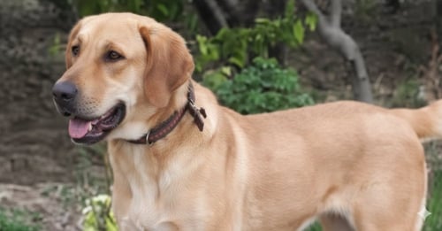 SALTY (MID-EAST) YO - Golden Retriever / Labrador Retriever available for adoption