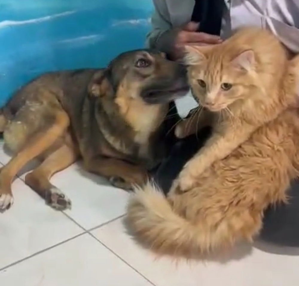 POONEH (LOCAL) SF/YO - German Shepherd Dog / Beagle available for adoption