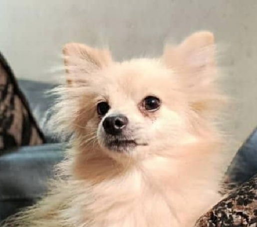 CHIPPY (LOCAL) MA - Pomeranian available for adoption