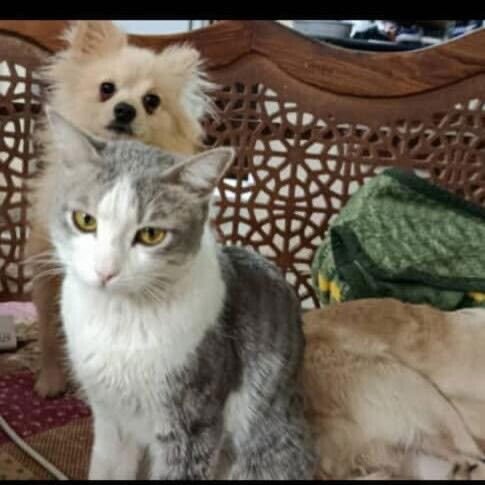 CHIPPY (LOCAL) MA - Pomeranian available for adoption