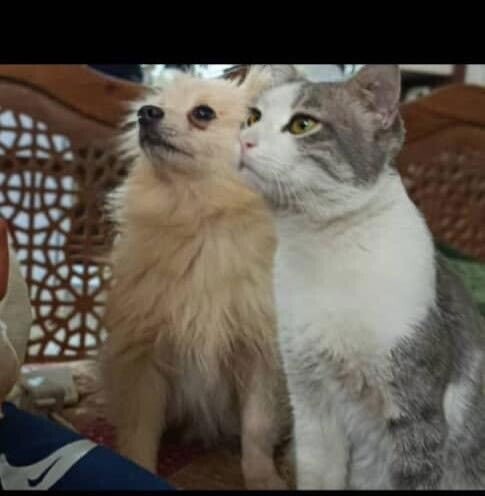 CHIPPY (local) ma - Photo 3