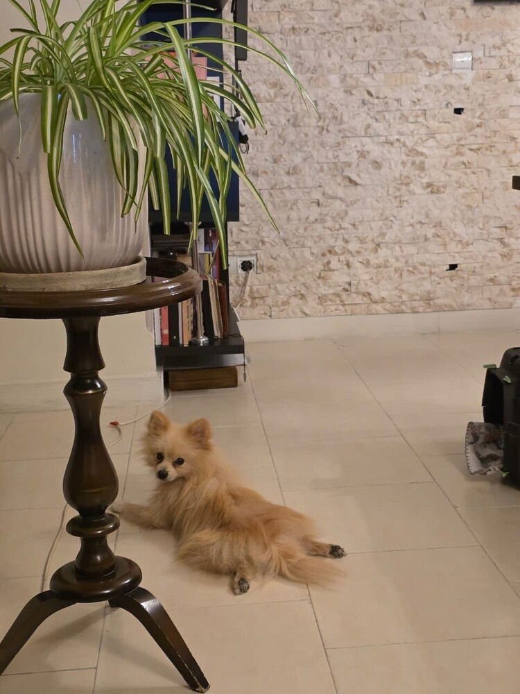 CHIPPY (local) ma - Photo 4