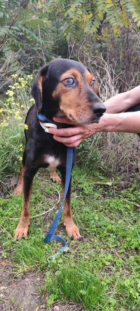 MAVI (TURKEY) KT - VISION IMPAIRED - Hound available for adoption