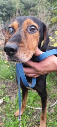 MAVI (Turkey) kt - vision impaired - Photo 3