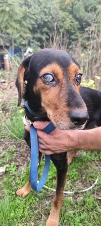 MAVI (Turkey) kt - vision impaired - Photo 4