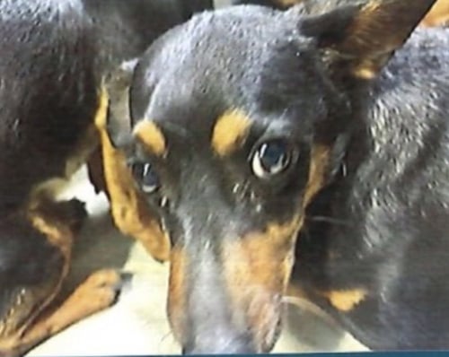RUPERT (LOCAL) KY - Dachshund available for adoption