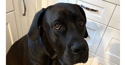 ODIN - COURTESY POST - Great Dane / Bullmastiff available for adoption