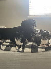Odin - Courtesy post - Photo 2