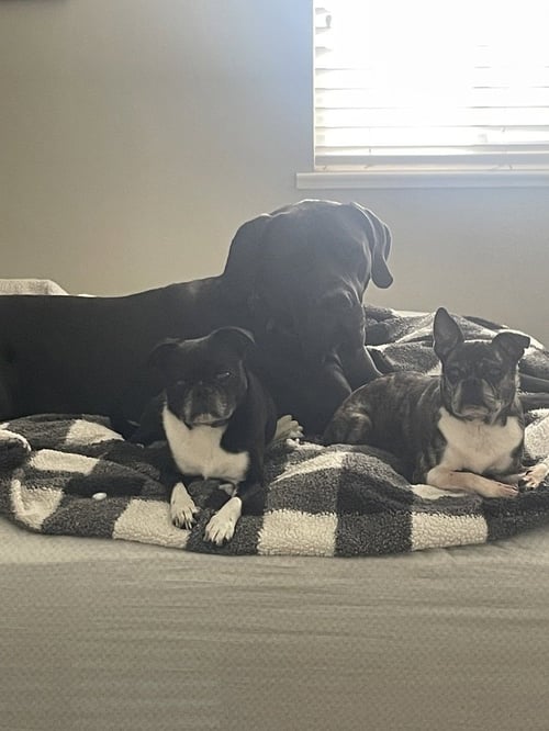 ODIN - COURTESY POST - Great Dane / Bullmastiff available for adoption