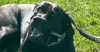 Odin - Courtesy post - Photo 3