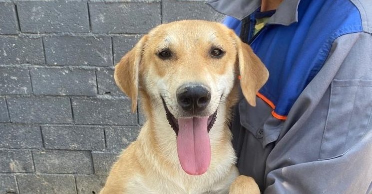 ROZIE (MID-EAST)/LF - Anatolian Shepherd available for adoption