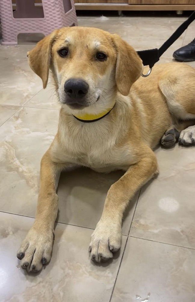 ROZIE (MID-EAST)/LF - Anatolian Shepherd available for adoption