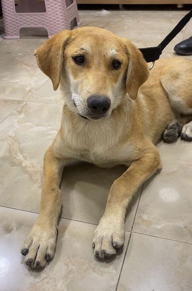 ROZIE (Mid-East)/LF - Photo 3