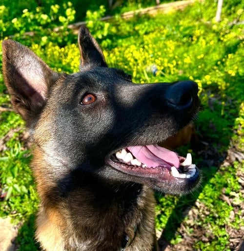 KALOU (LEBANON) NT - Belgian Shepherd Malinois available for adoption