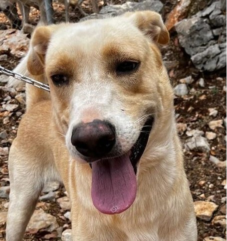 BUGGY (LEBANON) NT - Labrador Retriever available for adoption