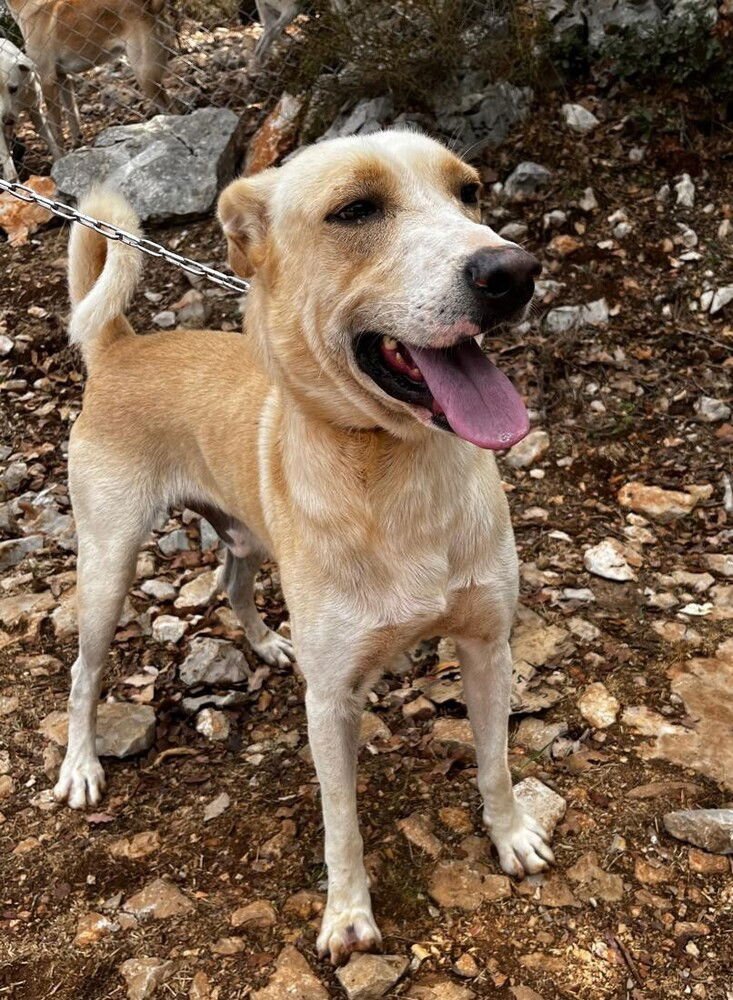 BUGGY (LEBANON) NT - Labrador Retriever available for adoption