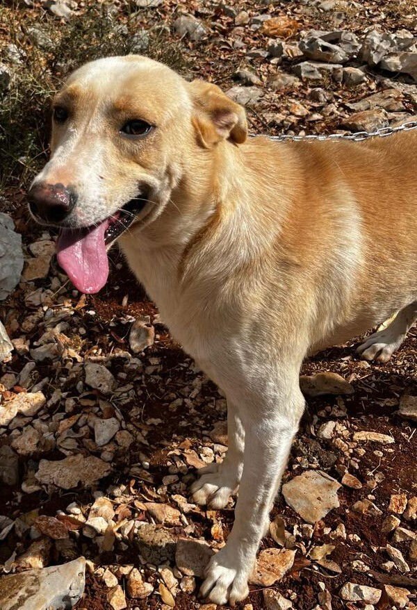 Buggy (Lebanon) nt - Photo 4
