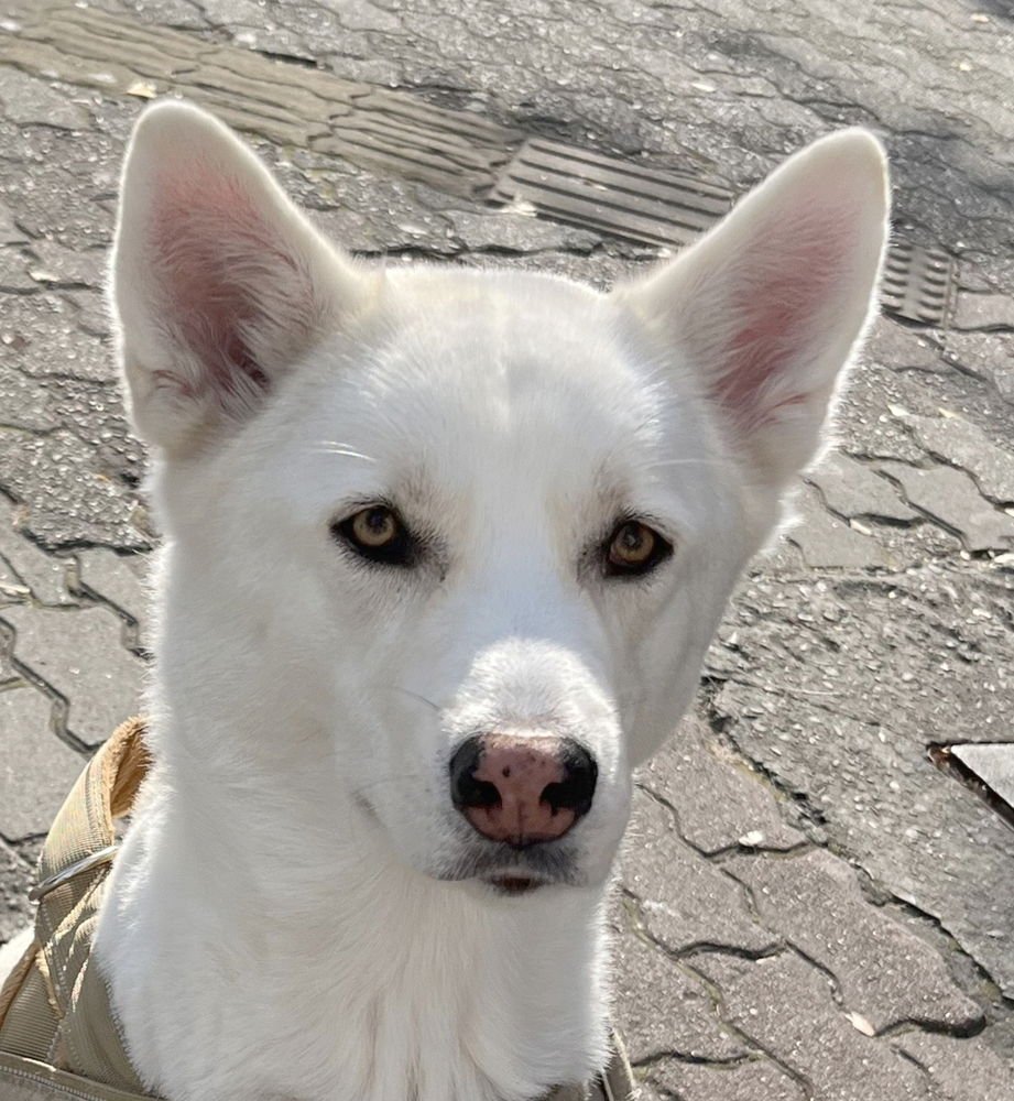 MAY (KOREA) YO - Jindo (Korean) / Husky available for adoption