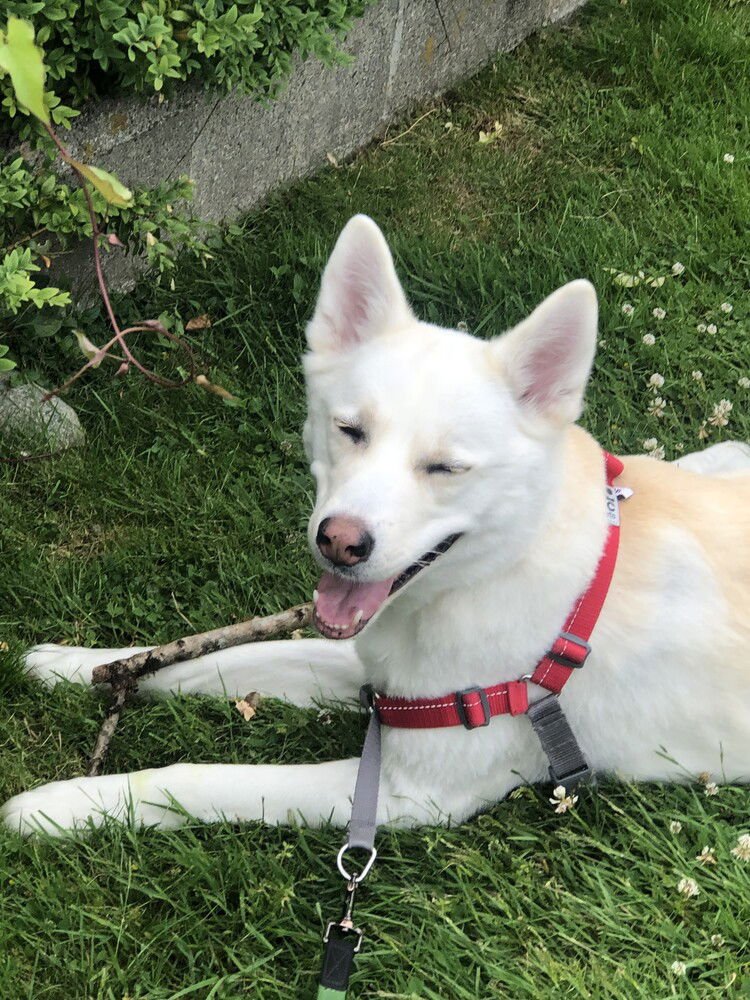 MAY (KOREA) YO - Jindo (Korean) / Husky available for adoption
