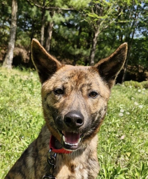 WALLACE (S. KOREA) HZ - Jindo (Korean) available for adoption
