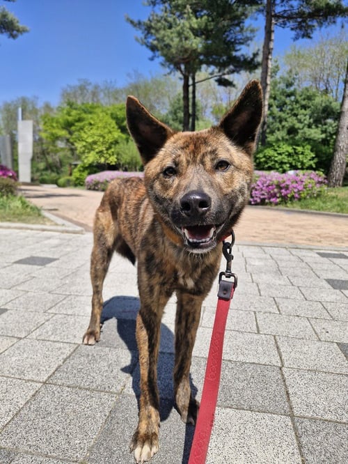 WALLACE (S. KOREA) HZ - Jindo (Korean) available for adoption