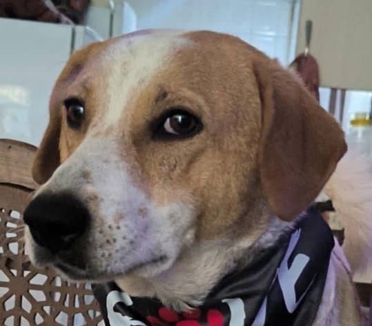 MYLIE (MID-EAST) MA - Jack Russell Terrier / Basset Hound available for adoption