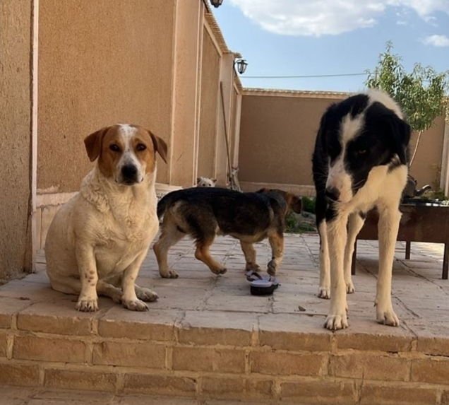 MYLIE (MID-EAST) MA - Jack Russell Terrier / Basset Hound available for adoption