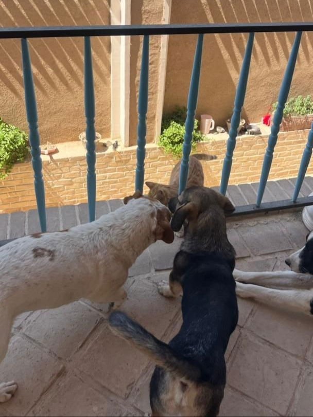 MYLIE (Mid-East) ma - Photo 3