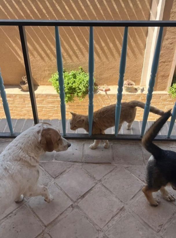 MYLIE (Mid-East) ma - Photo 4