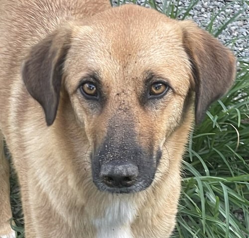 BRYNDA (REP OF GEORGIA) KT - Golden Retriever / Labrador Retriever available for adoption