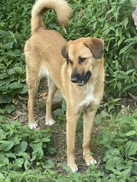 BRYNDA (Rep of Georgia) kt - Photo 3