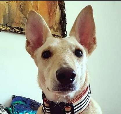 JACQUELINE (UAE) LF - Ibizan Hound / Canaan Dog available for adoption