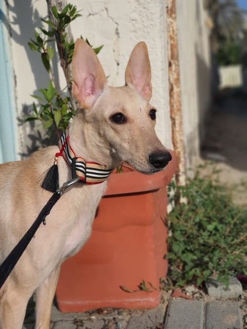 JACQUELINE (UAE) LF - Ibizan Hound / Canaan Dog available for adoption