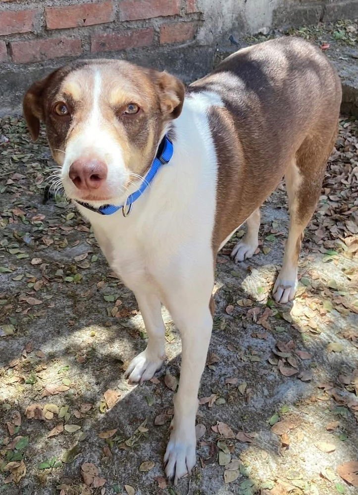 DIEGO (Mexico) yo - Photo 4