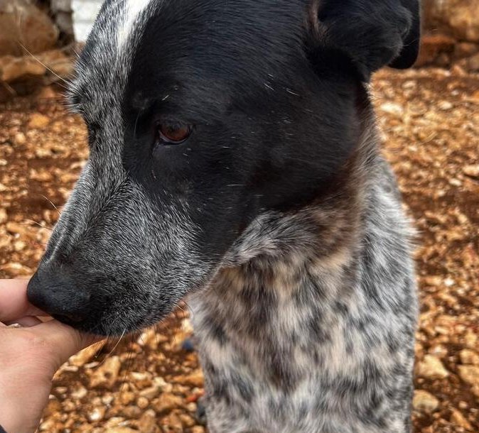 JUNE (LEBANON) NT - Pointer / Australian Cattle Dog/Blue Heeler available for adoption