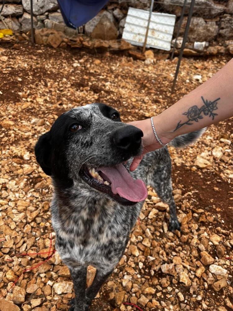 JUNE (LEBANON) NT - Pointer / Australian Cattle Dog/Blue Heeler available for adoption
