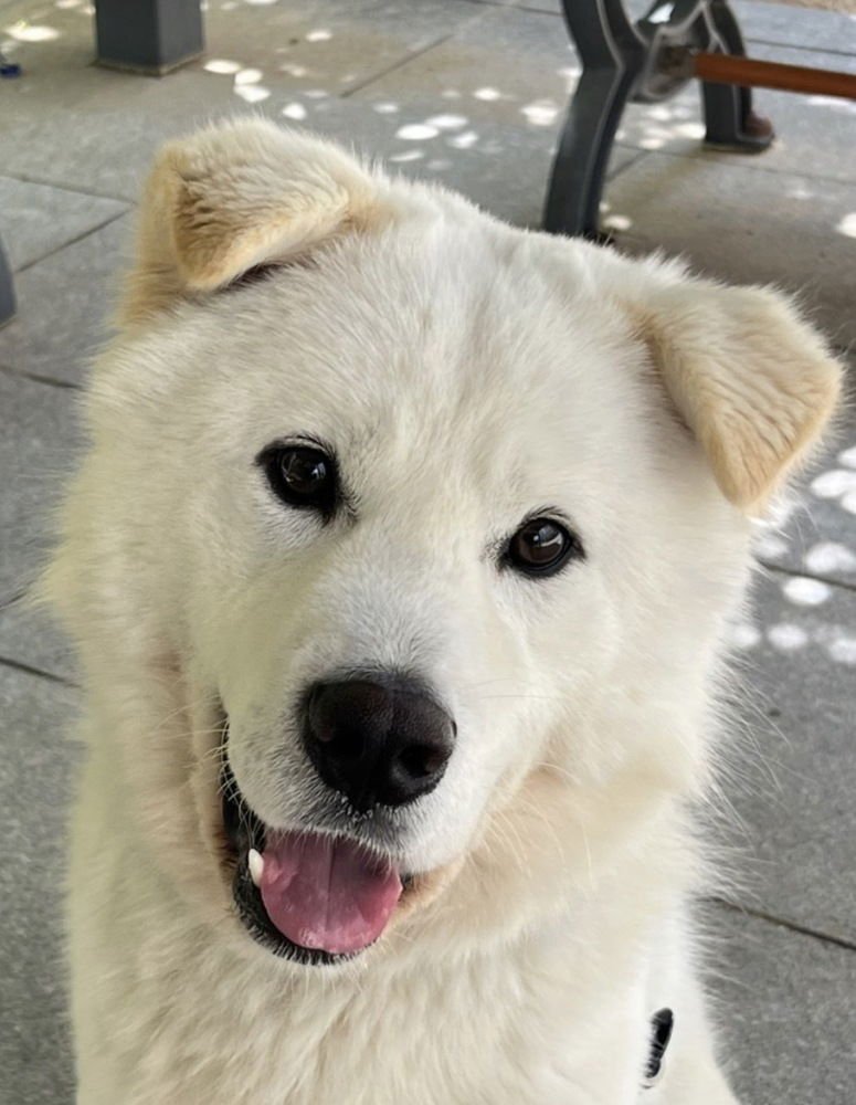 MILK TEA (S. KOREA) HZ - Jindo (Korean) available for adoption