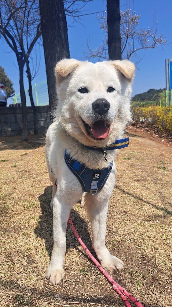 MILK TEA (S. KOREA) HZ - Jindo (Korean) available for adoption