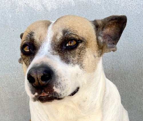 ORINDA (MEXICO) KT - Catahoula Leopard Dog / Cattle Dog available for adoption