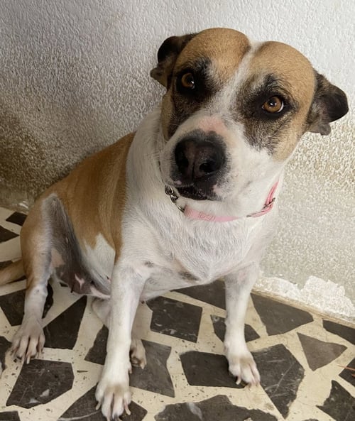 ORINDA (MEXICO) KT - Catahoula Leopard Dog / Cattle Dog available for adoption