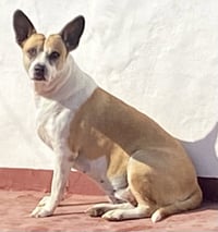 ORINDA (Mexico) kt - Photo 4