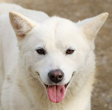 MONROE - VANC ISL - SF - Jindo (Korean) available for adoption