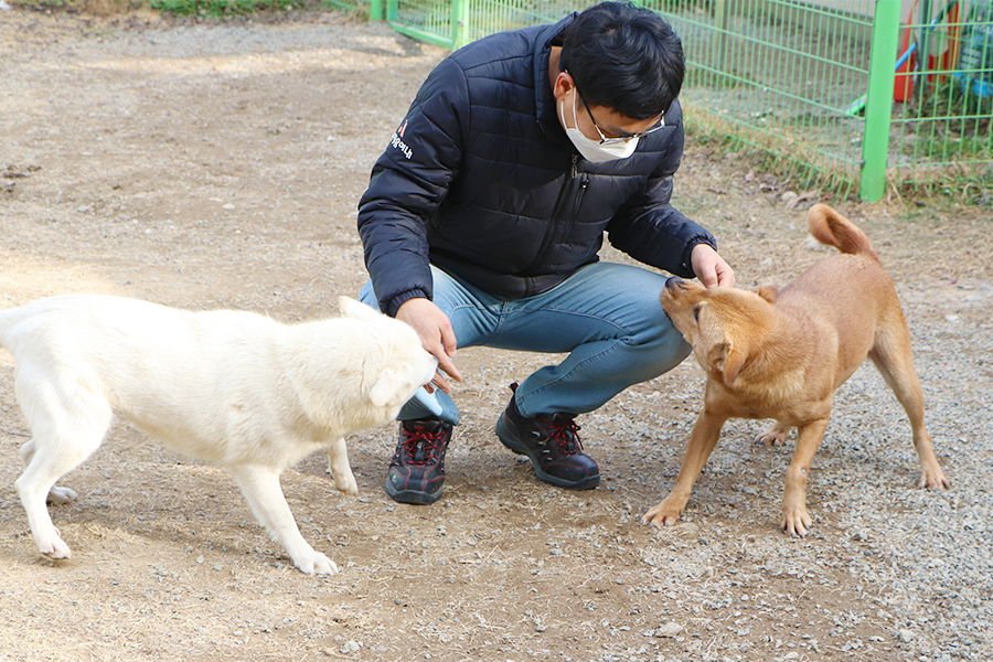 MONROE - VANC ISL - SF - Jindo (Korean) available for adoption