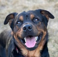 BEAR -  (Vanc. Island) - sf/jo - Photo 1