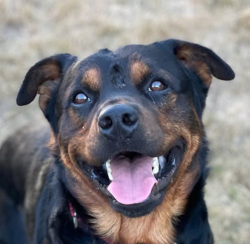 BEAR -  (VANC. ISLAND) - SF/JO - Rottweiler / Staffordshire Bull Terrier available for adoption