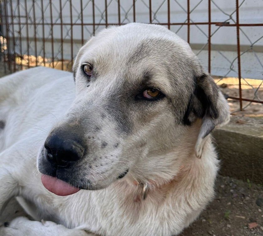 KORSAN (TURKEY) KT - Pointer / Akbash available for adoption