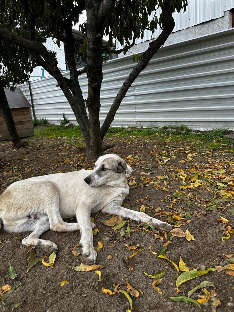 KORSAN (TURKEY) KT - Pointer / Akbash available for adoption